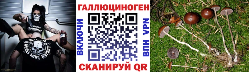 Псилоцибиновые грибы Psilocybe  blacksprut   Барнаул 